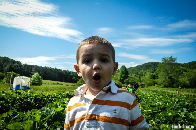 Josh enjoyed strawberry picking in a farm in Georgia
